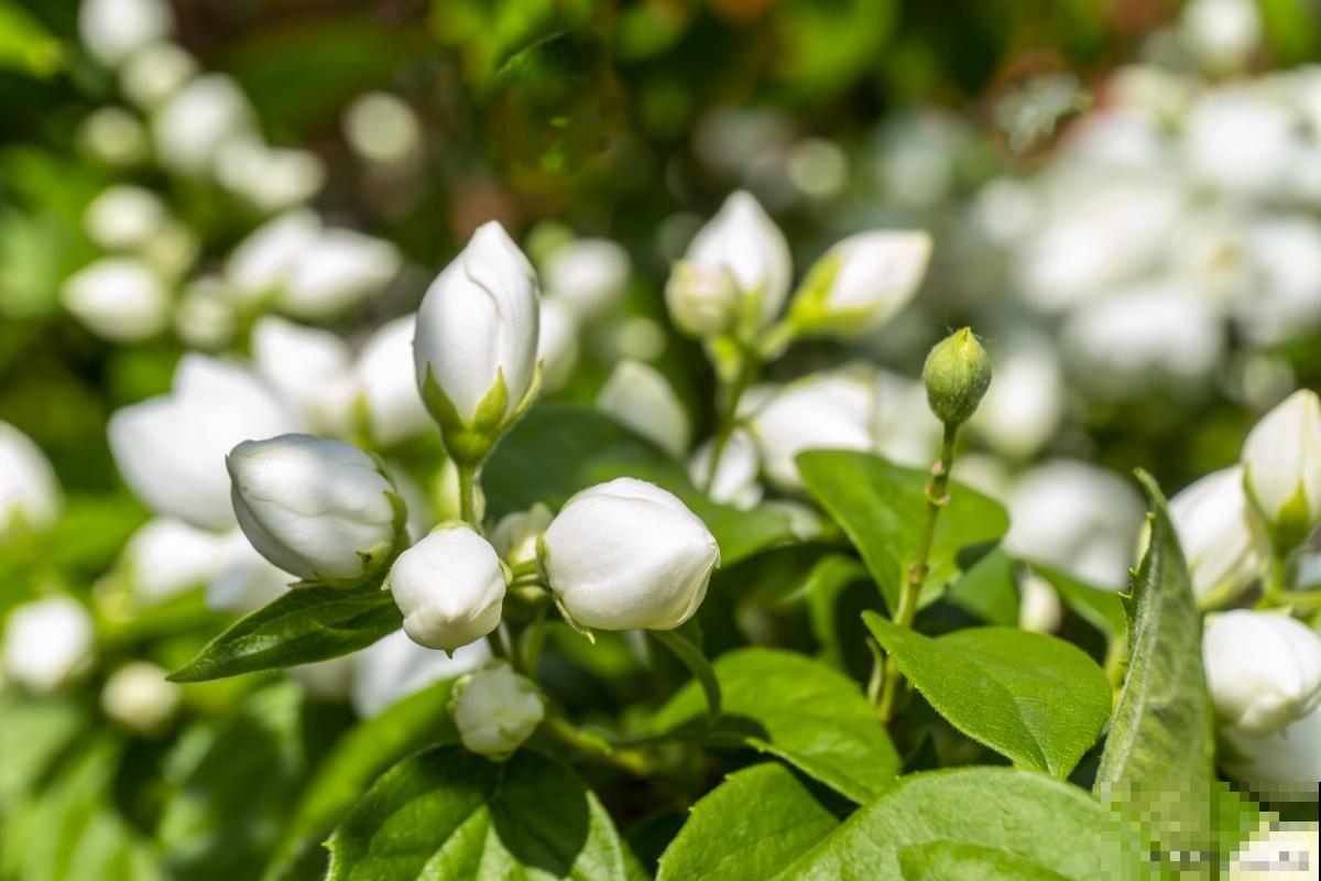 茉莉花长红蜘蛛怎么办