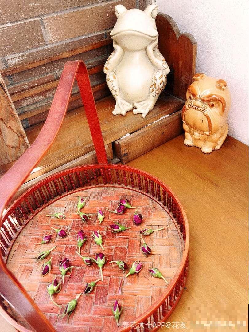 这花好看还好养，揪片花瓣泡茶喝，清热去火解暑气！