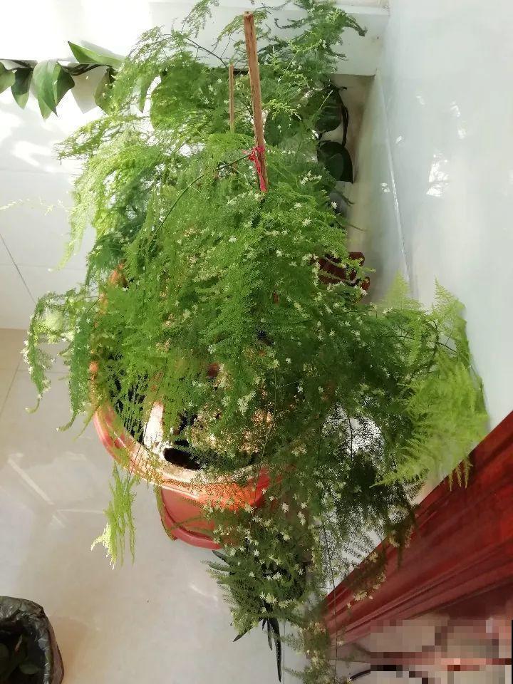 养了这么多年的花第一次开，满屋子都是香味，好运气都来了！
