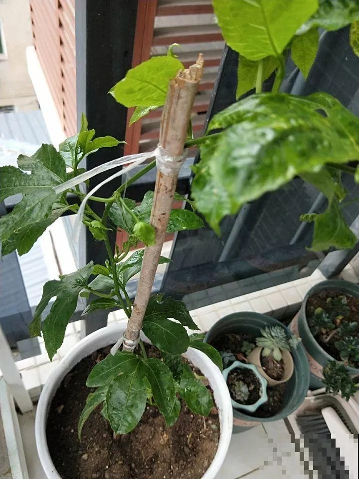 百香果、无花果，自己在家就能种，1根枝结3斤果！