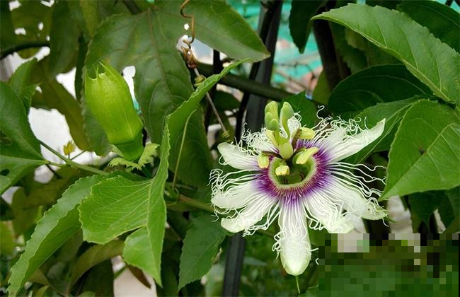 这5种花，摘片叶子就能泡水喝，越养越值！