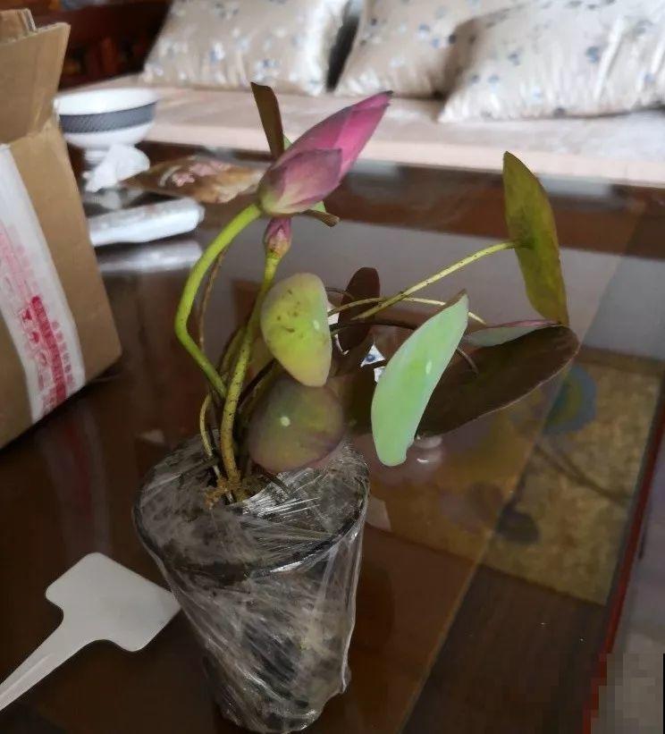 这花爱喝水，一天灌一瓢，三伏天也能开爆盆！