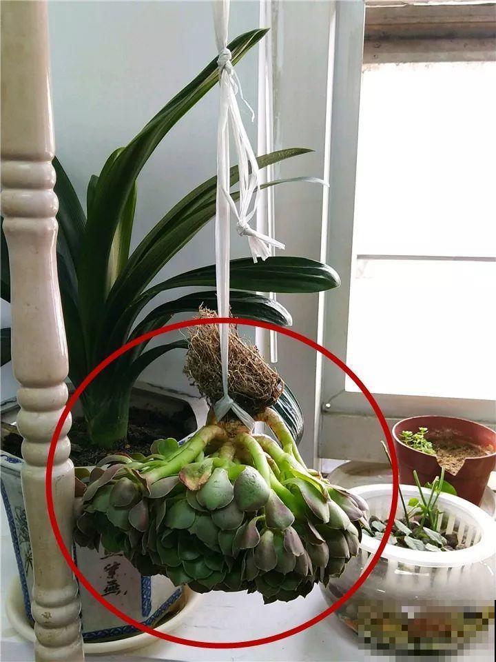 把多肉当腊肉挂起来，变成1米老桩，再热都不怕！