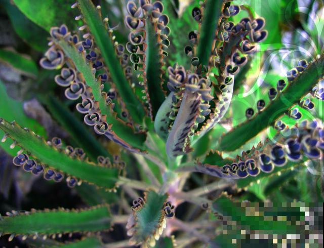 植物不死鸟是怎么落地生根