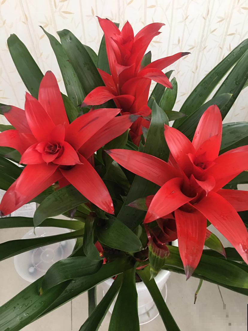 4种花是冬日里的“开花机器”，花红得像火，还有吉祥好兆头