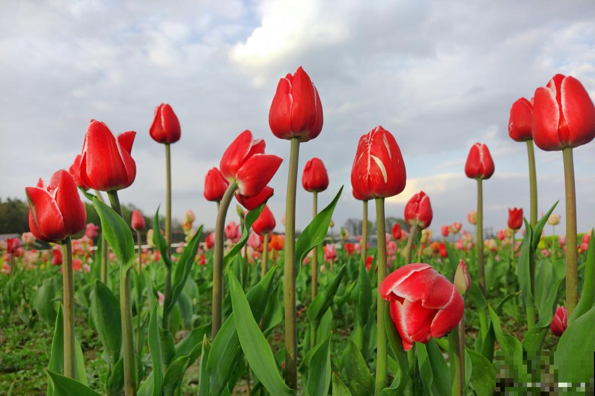 郁金香开花持续多久