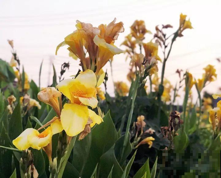 这10种“水桶花”，夏天得用大缸养，越浇水长得越疯狂！