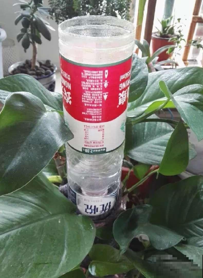 在养花人眼里，塑料瓶可是好宝贝，摇身一变成绿萝柱！