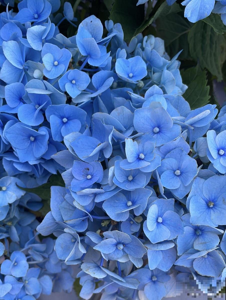 蓝绣球花怎么养？