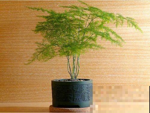 人家的文竹都养到爬到屋顶了，你的怎么还在瑟瑟发抖没精神？