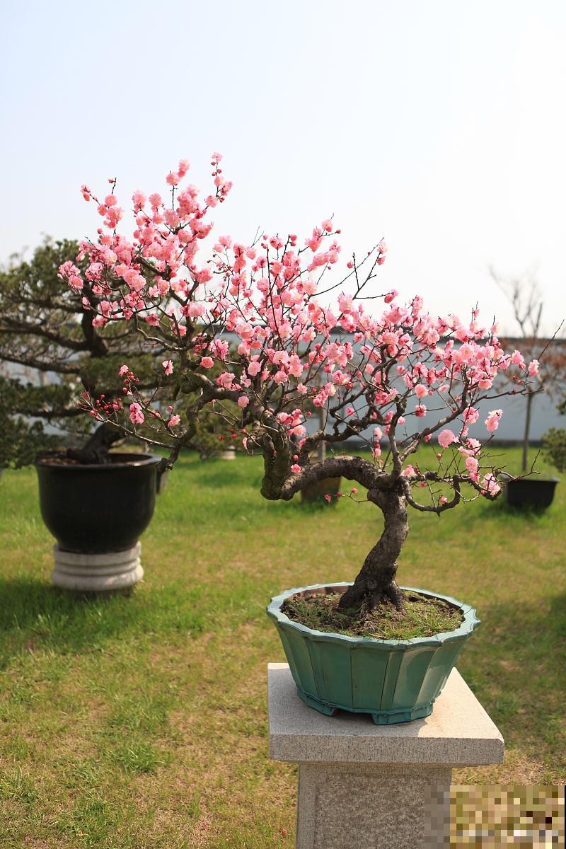 盆栽桃树怎么浇水
