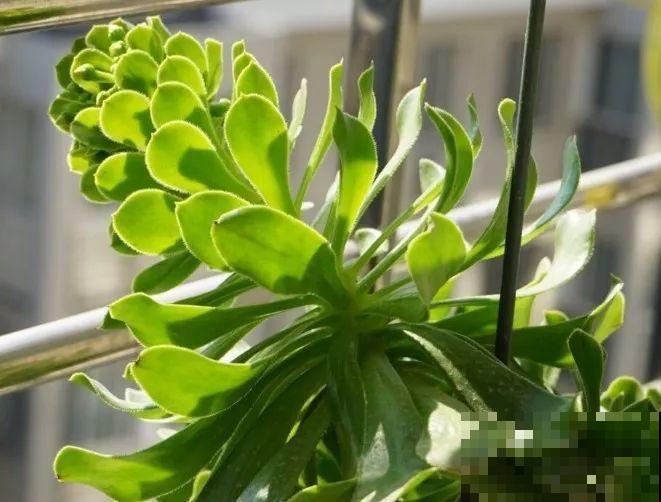 把多肉当腊肉挂起来，变成1米老桩，再热都不怕！