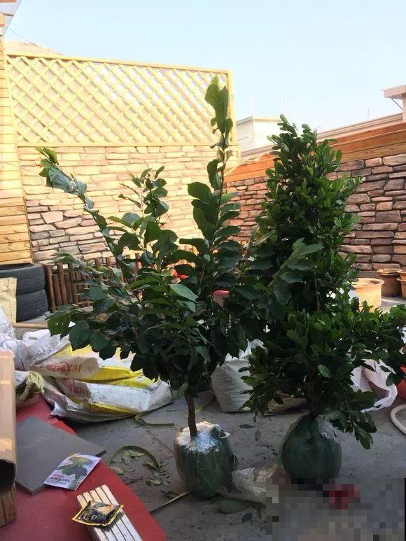 不大的露台，种满了喜欢的花草和蔬菜，生活过得有滋有味！