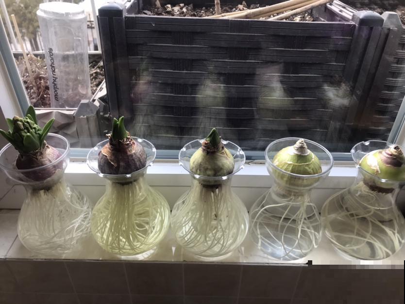 1种花扔水里就开花，比绿萝好养多了，现在种正合适