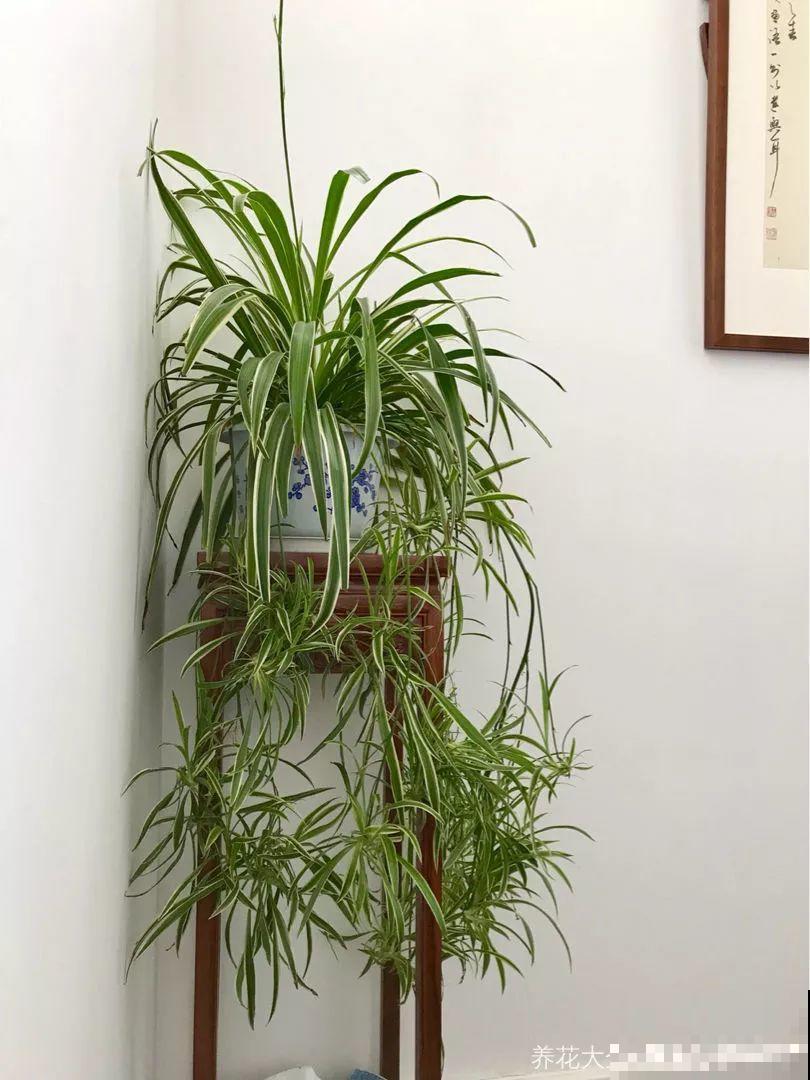 这花就得穷养，盆越小水越少，根壮侧芽才会多！