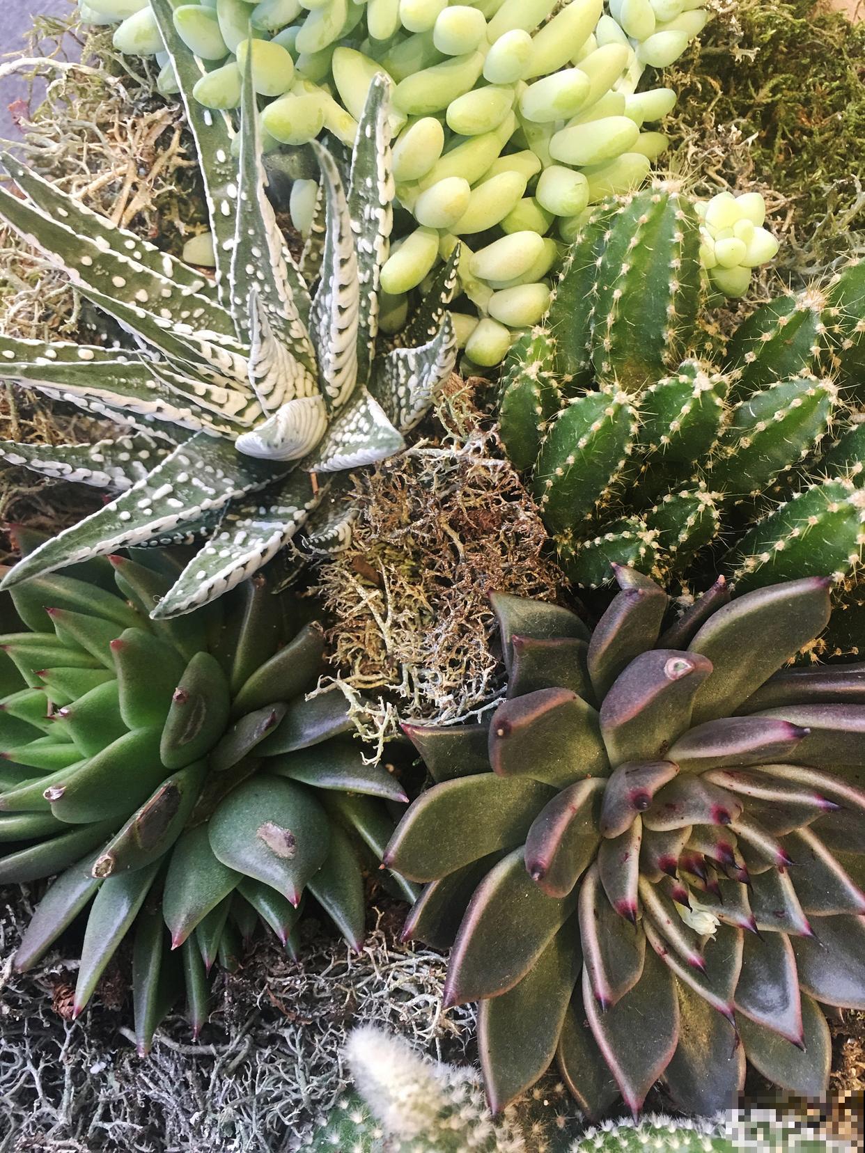 麒麟多肉植物怎么养