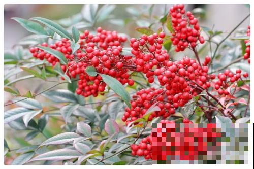 这小果子鲜嫩无比，但可千万别吃，要不然立马躺医院！