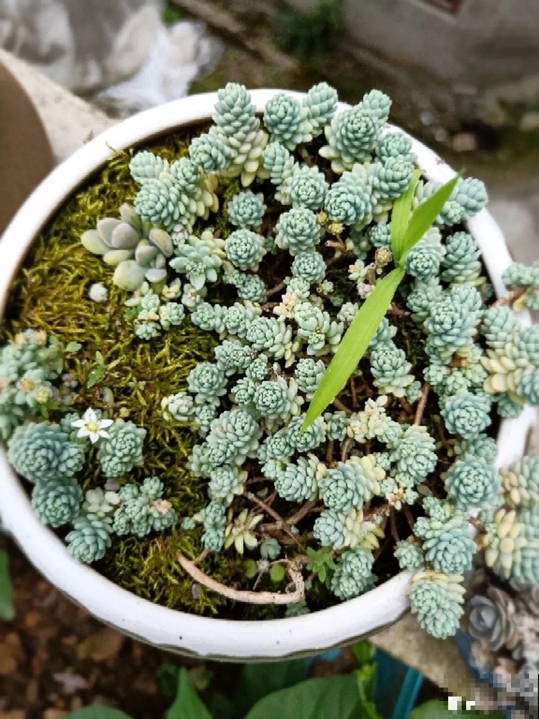 三伏天高温下，家里的花再不管，死得只剩盆！