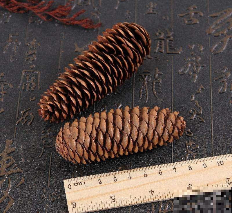 松果也能发芽长叶，书桌茶几都可以养，比绿萝省心多了！