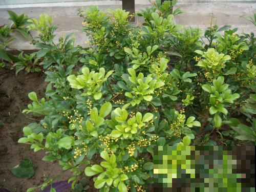 谁说夏天没花赏，这几种色系随便挑一盆，阳台都能美成花园！