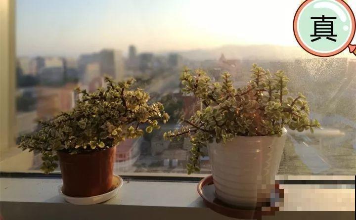 养了两个月的花，竟发现是假的？这些套路还真得摸清楚！