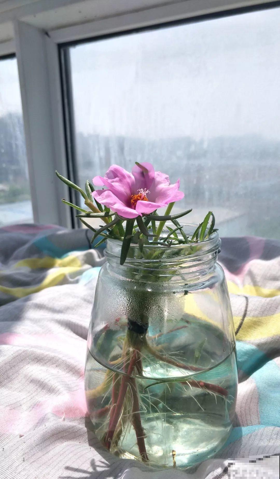 这花掐个枝丢水里，3天就生根，10天爆出一大盆！