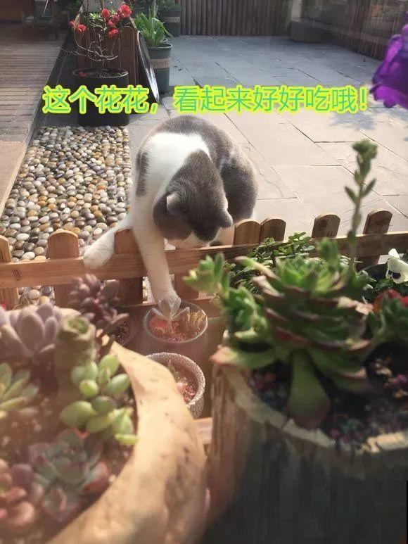 不大的露台，种满了喜欢的花草和蔬菜，生活过得有滋有味！
