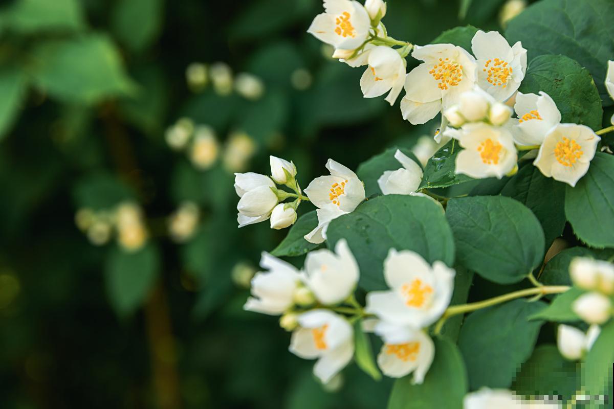 茉莉花长红蜘蛛怎么办