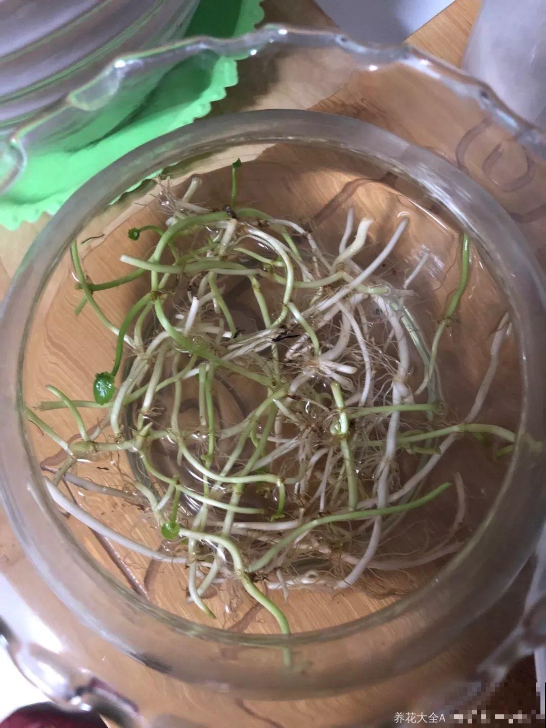 这花掐个枝丢水里，3天就生根，10天爆出一大盆！