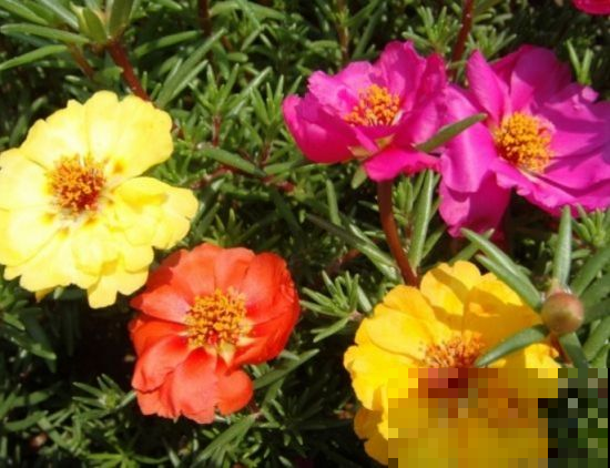 有了这3种花，阳台花园不再是梦，教你几招轻松养好！