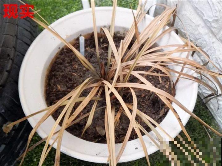 最难养的6种花，买一盆死一盆，想想都生气！