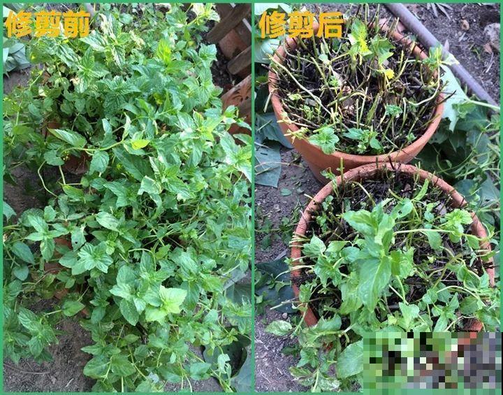 这10种“水桶花”，夏天得用大缸养，越浇水长得越疯狂！