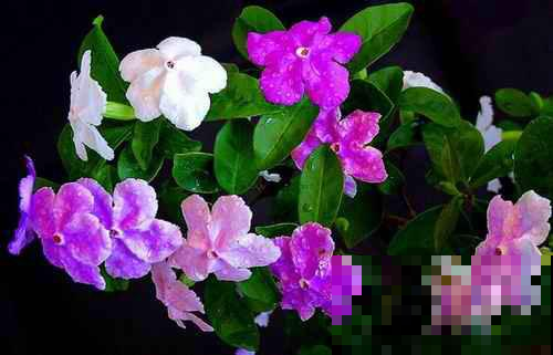 还在养全白的茉莉花？他养的能开好几个色，邻居馋的眼红！