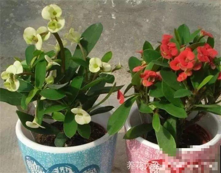 这20种花，一开就是上百天，阳台一年四季有花赏！