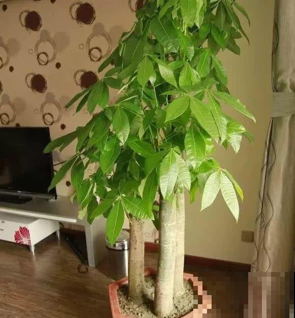 花养不好，那是方法不对，土壤用错了，施再多肥料都白搭！