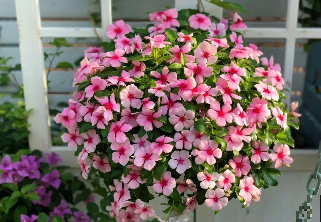 8种夏天扦插花，现在掐枝，下个月有花赏！