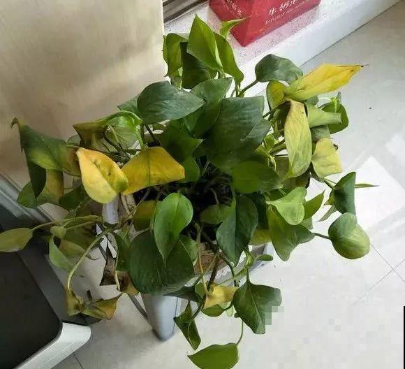 啤酒能不能浇花？这个还真不好说，要看怎么浇水！