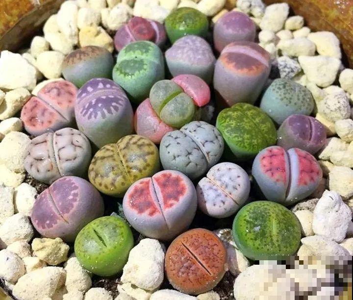 生石花个头虽小，可年年都在长，忍住别掰，一次冒出7个头！