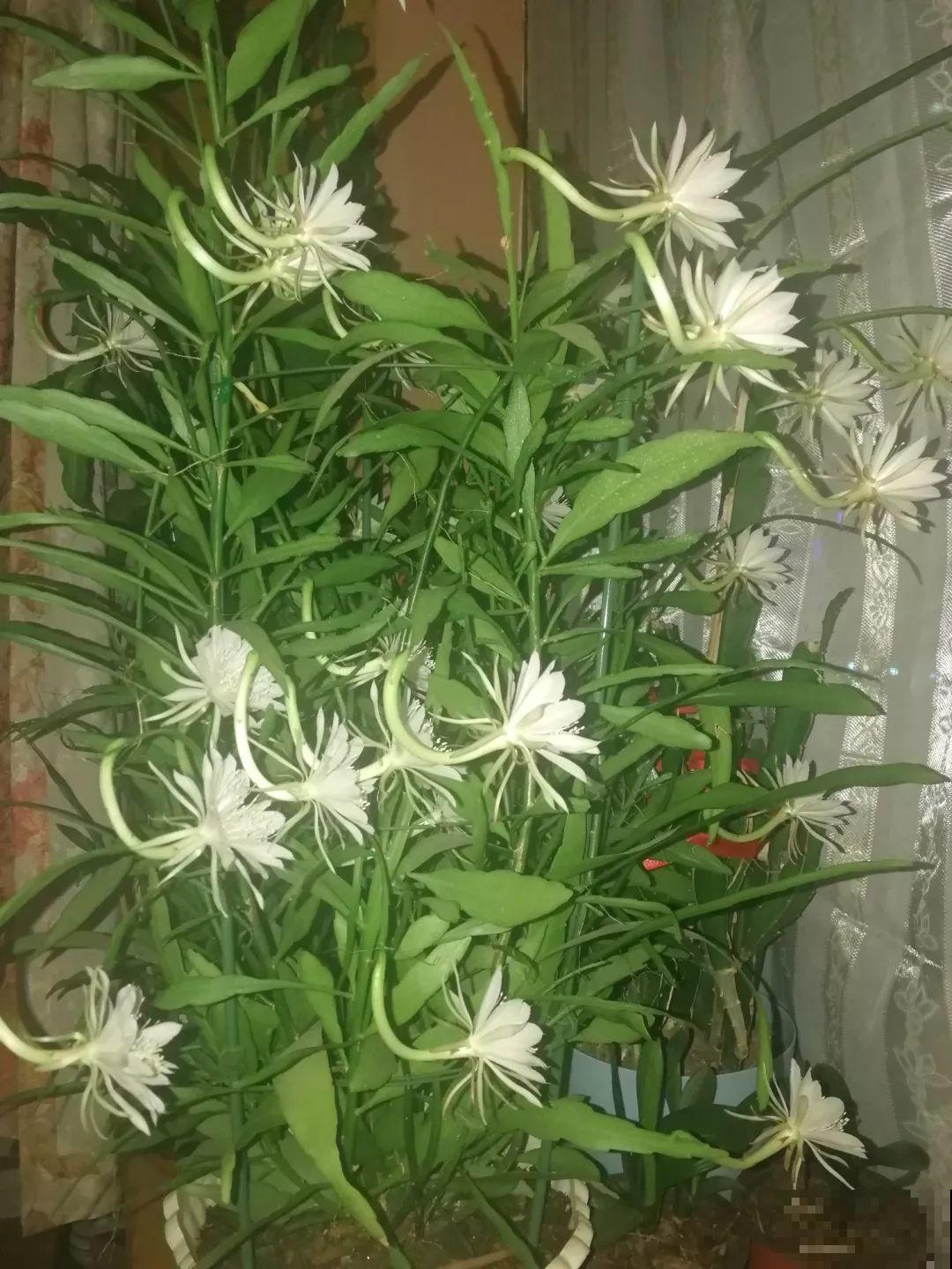 大姨家的花专挑晚上开，一次十几朵，香味一点不输茉莉！