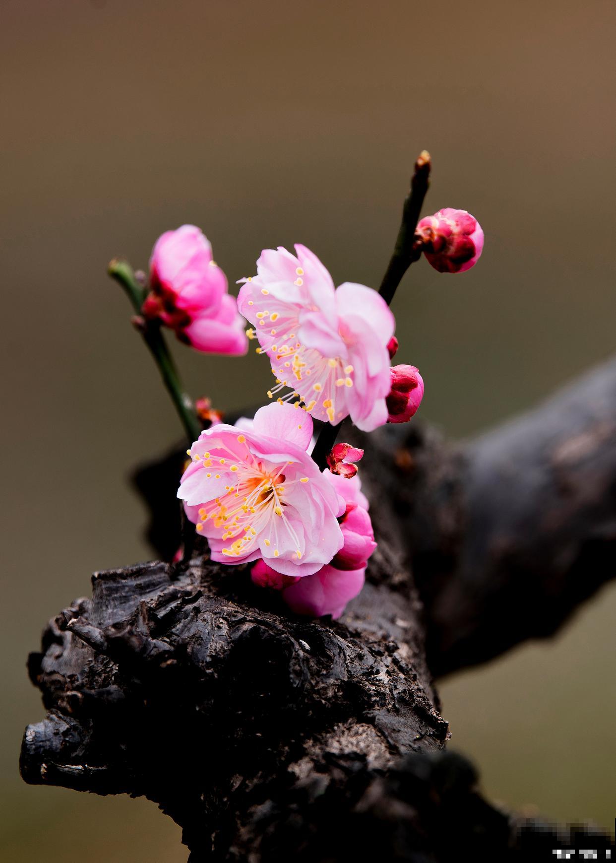 梅花为什么耐寒？