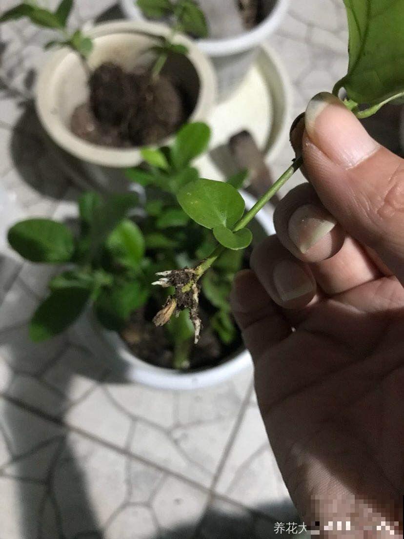 8种夏天扦插花，现在掐枝，下个月有花赏！