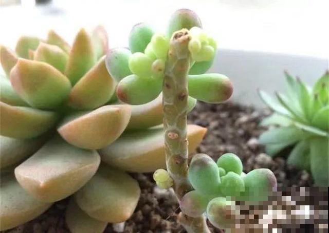 多肉砍了一段，还能活？一头变多头，株株都爆盆！