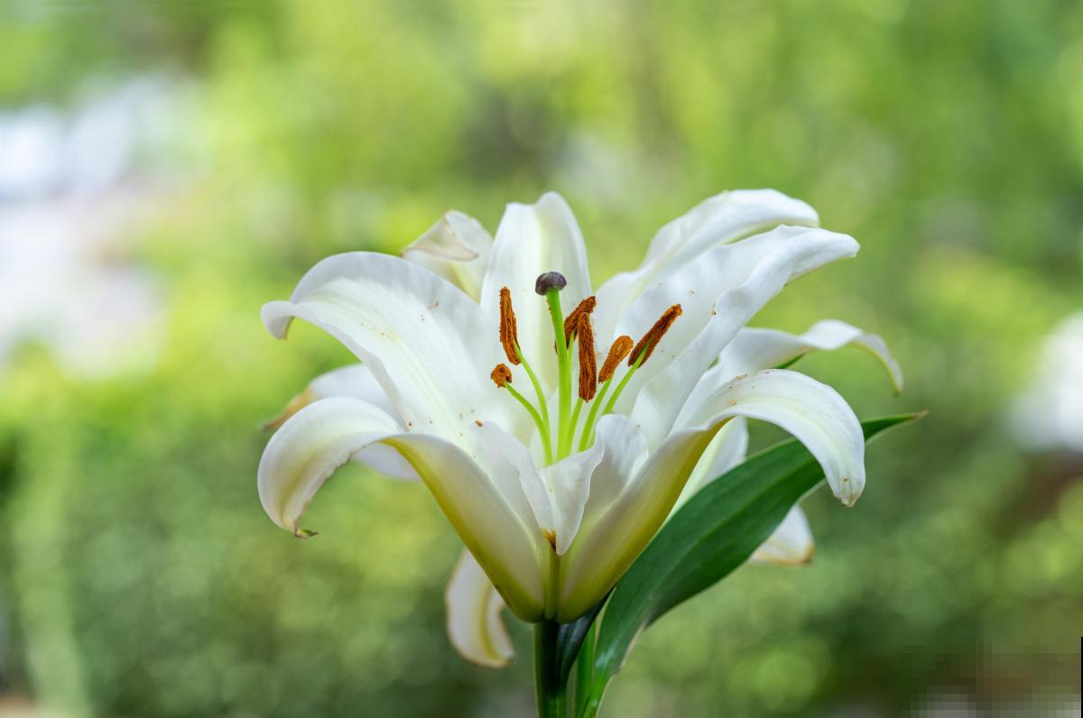 百合花怎么水养？
