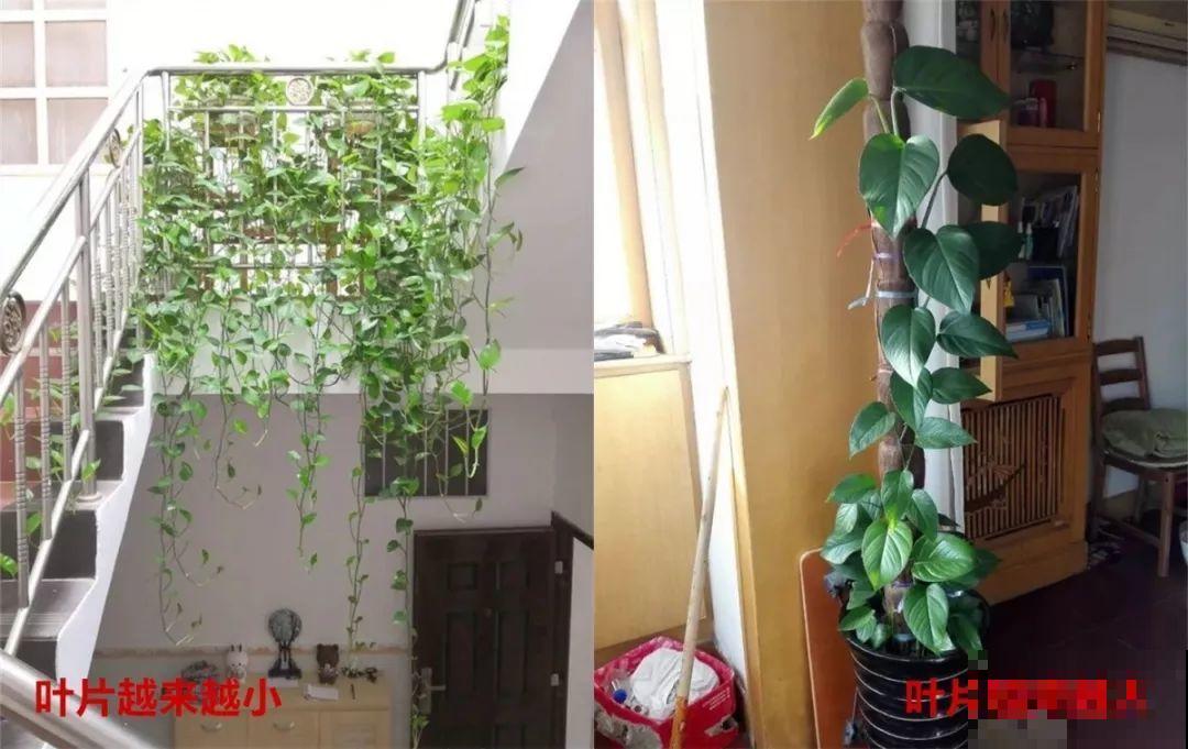绿萝裹个旧毛巾，俩月能爬1米高，一片叶子脸盆大！