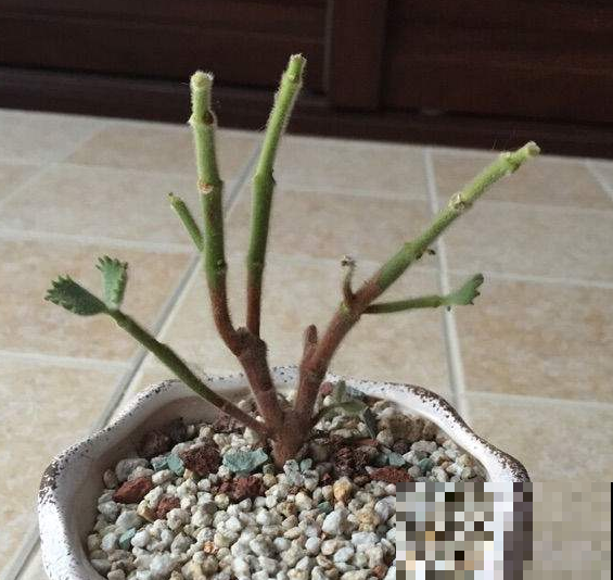 说好的休眠，熊童子长起来就没完没了，几天不见，直接认不出来！