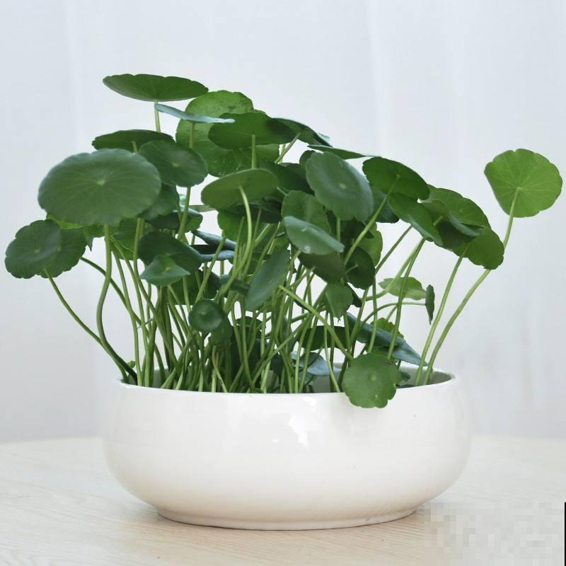 这4种花，夏天直接扔水里养，天越热长得越起劲！