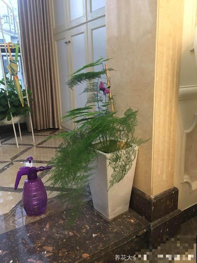 这4种花，想要度夏就得剪，新枝猛蹿，呼呼长成小瀑布！