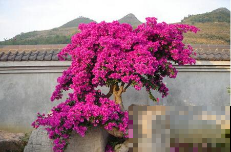 三角梅不开花怕啥，这样虐待一番，立马就盛放成大花球！