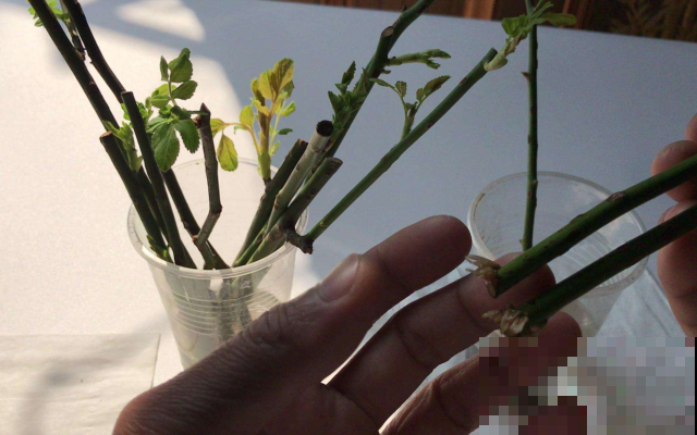 花开完了就剪了扔掉？太浪费了，这么插土里几天又长一盆！