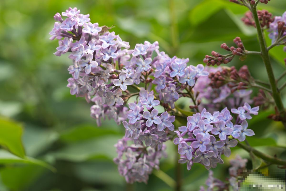 丁香花树长虫子了怎么办